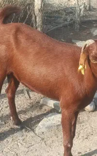 بز پاسکال