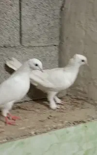 کبوتر دوکت و پلاکی وسفید خورموج