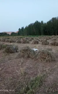علف تیره قد دو متر