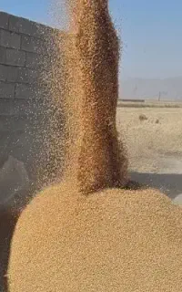گندم درجه یک