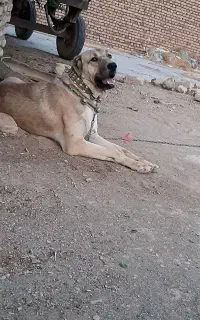 سگ نگهبان