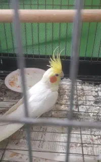 عروس هلندی نر سخنگو با قفس