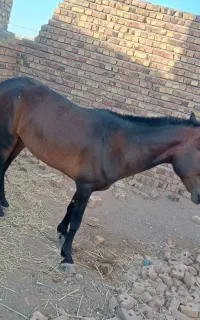 اسب فروشی