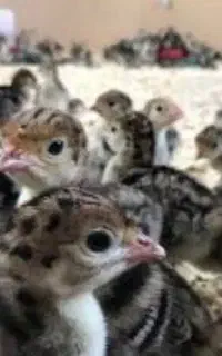 جوجه بوقلمون عمده