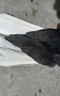 نرماده زاغ دم سفید