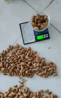 خ‌ر‌ی‌د گردو بادام و مغز بادام