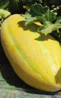خربزه مشهدی