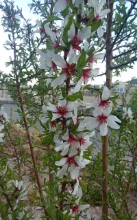 شیراز گردی