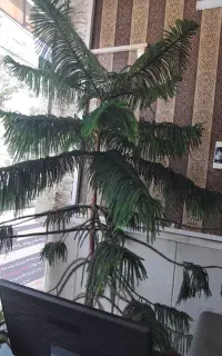 درخت کاج ۲نیم متری