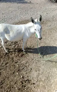 الاغ ماده