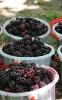 خوردنی و اشامیدنی