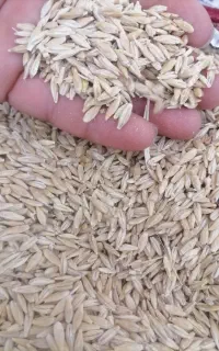 جو محلی
