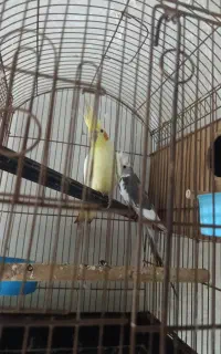 عروس هلندی