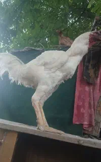 تخم نطفه دار لاری