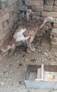 دو عدد بوقلمون نر