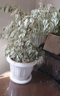 گل طبیعی،جاکلیدی برنز
