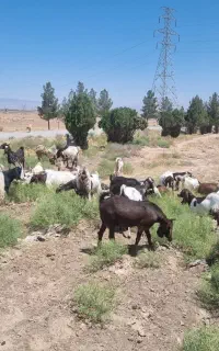 کارگر دامداری