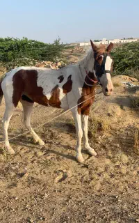 اسب ماده  نسل دار