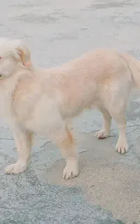 سگ خانگی