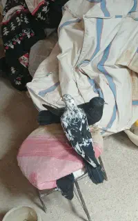 ماده کبوتر