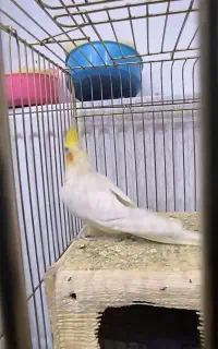 عروس هلندی نر