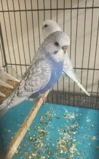 مرغ عشق انگلیسی