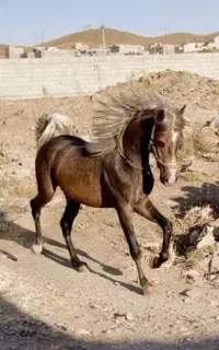 کره نریان درجه یک کورد