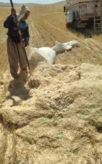 کاه گندم دیم کرستان