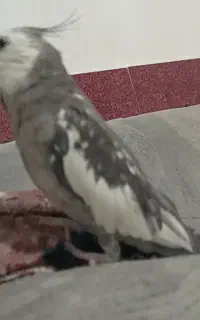 گمشده