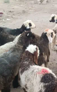 بره پرواری و نذری