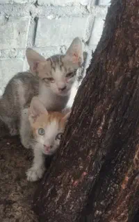 واگذاری گربه