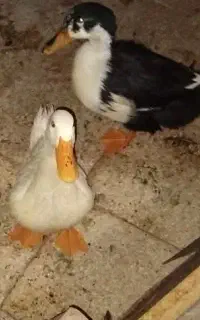 اردک