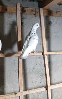 کبوتر نر و ماده و پا جفتی