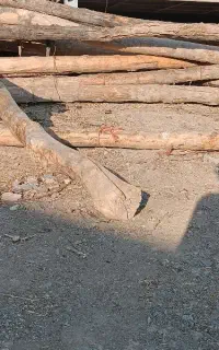 تیر چوبی