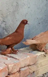 کبوتر لوتی ساری و قرمز  یک جفت