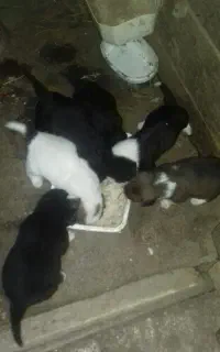 سگ پاکوتاه