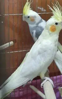 لوتینو ماده