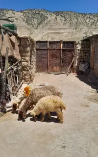 ۲عدد گوسفند بابره بزرگ و ابستن جوان