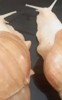 حلزون