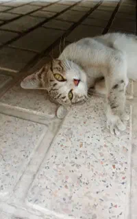 گربه نژاد پرشین
