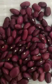 لوبیا قرمز