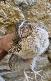 بلدرچین نر گوشتی