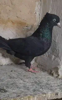 زاغ ابادانی