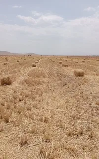 ۱۵۰۰ عدد کاه کلش