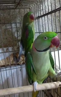 شاه طوطی مولد