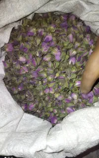 غنچه گل محمدی