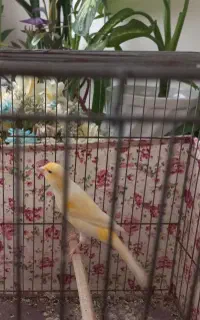 قناری نر وماده طلایی