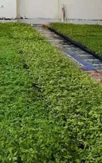 نشا گوجه فرنگی
