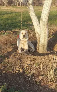 سگ آلابای گله ای نگهبان