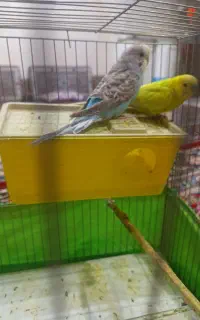 مرغ عشق نر ماده قیمت مناسب